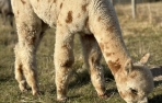 Jauniklė alpakos patelė - Appaloosa XANILLA RAY