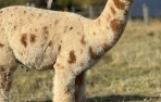 Jauniklė alpakos patelė - Appaloosa XANILLA RAY