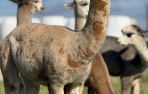 Jauniklė alpakos patelė - Appaloosa XANILLA RAY