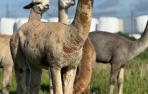Jauniklė alpakos patelė - Appaloosa XANILLA RAY